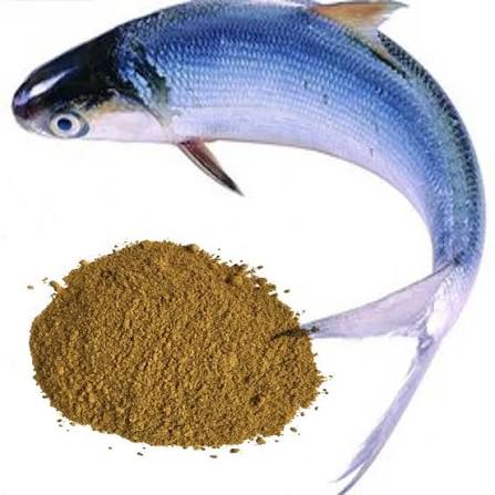 Fish Meal (65% & 72% Protein)